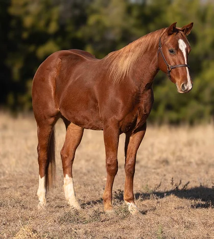 A chestnut horse with a white blaze stands in a dry grassy field