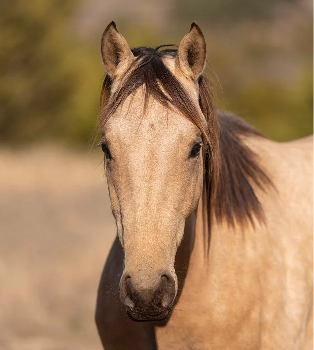 A tan horse with a dark mane stands in sunlight